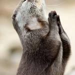 Praying Otter