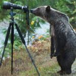 Camera Bear