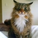 Shocked Cat | WHAT HAS BEEN SEEN CANNOT BE UNSEEN | image tagged in shocked cat | made w/ Imgflip meme maker