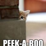 kitten | PEEK-A-BOO | image tagged in kitten | made w/ Imgflip meme maker