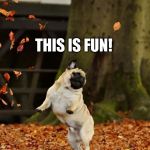 Fall Pug | THIS IS FUN! TWIRL, TWIRL, TWIRL | image tagged in fall pug | made w/ Imgflip meme maker