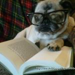 pug reading