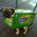 beer pug