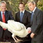 bushandturkey