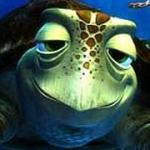 Finding Nemo turtle meme
