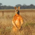 Flexing kangaroo