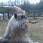 Ridiculously Horny Goat
