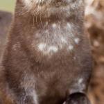 Disapproving Otter