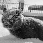 so much cocaine cat