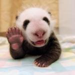 Panda High Five