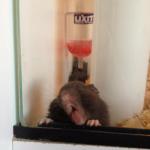 Pet Store Hamster