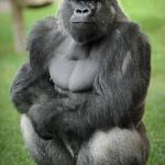 gorilla vegan meme