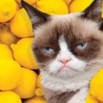 Grumpy Cat lemons