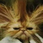 Bad Hair Day Cat meme