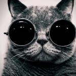 cat sunglasses meme