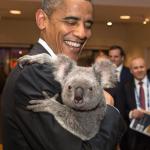 obama koala