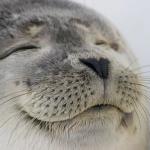 feel good seal