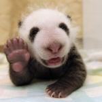 baby panda waving