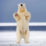 Hands Up Polar Bear