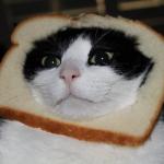 cat bread meme