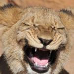 laughing lion