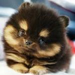 chow chow