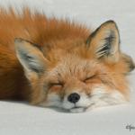 Sleeping fox meme