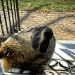 Angry Groundhog