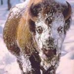 Snow Buffalo