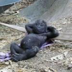 Relaxing chimp