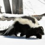 Skunk in Snow