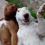 selfie dogs