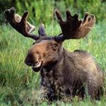 Smiling moose
