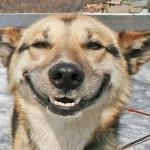 smiling dog meme