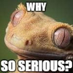 Psychopathic Gecko is Creepy | WHY SO SERIOUS? | image tagged in gecko,reptile,smile,creepy,psychopath | made w/ Imgflip meme maker