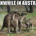 kangaroo-orgy | MEANWHILE IN AUSTRALIA | image tagged in kangaroo-orgy | made w/ Imgflip meme maker