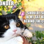 Where Should I Sleep? | I WONDER... SHOULD I SLEEP IN MY CAT BED OR BEHIND THE COUCH? | image tagged in i wonder,memes,grumpy cat | made w/ Imgflip meme maker