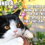 Do They Know? | I WONDER... DO  STUPID  PEOPLE KNOW  THEY  ARE STUPID  OR  ARE THEY TOO  STUPID  TO  KNOW THAT  THEY  ARE  STUPID? | image tagged in i wonder,grumpy cat | made w/ Imgflip meme maker