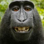 Monkey selfie  