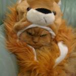 Grumpy Cat Lion King