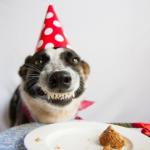 BIrthdaydog