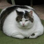 Obese cat