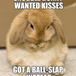 Dramatic Bunny | SNUGGLE BUNNY WANTED KISSES GOT A BALL-SLAP INSTEAD | image tagged in dramatic bunny | made w/ Imgflip meme maker