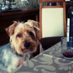 Alcoholic Dog