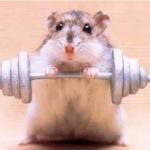 Power hamster