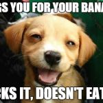 dogsmile2 | BEGS YOU FOR YOUR BANANA LICKS IT, DOESN'T EAT IT | image tagged in dogsmile2 | made w/ Imgflip meme maker