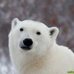 Popular Opinion Polar Bear
