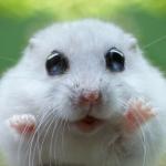Hamster cute