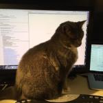Code Review Cat