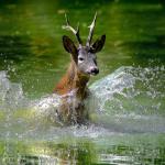 Water Deer